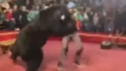 ՏԵՍԱՆՅՈՒԹ. Հսկա արջը հարձակվել է վարժեցնողի վրա