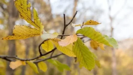 Ջերմաստիճանը կնվազի առաջիկա օրերին