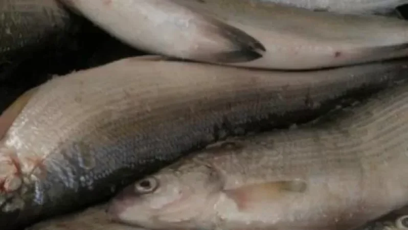 Ավտոմեքենայի բեռնախցիկում հայտնաբերվել է 154 կգ սիգ