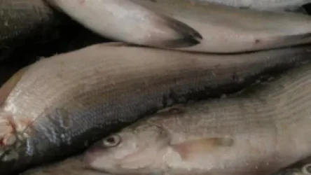 Ավտոմեքենայի բեռնախցիկում հայտնաբերվել է 154 կգ սիգ