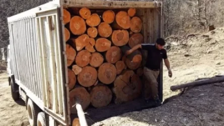 Բազումի ոստիկանները հայտնաբերել են ապօրինի փայտանյութով բարձված 10 մեքենա