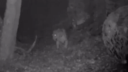 ՏԵՍԱՆՅՈՒԹ. ՏԵՍԱԴԱՐԱՆ Սյունիքի անտառներում ընձառյուծ է երևացել