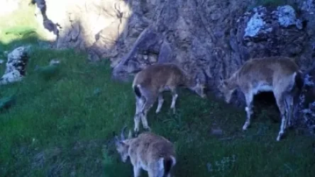 ՏԵՍԱՆՅՈՒԹ. Բեզոարյան այծերի զբոսանքը «Խոսրովի անտառ» պետական արգելոցում