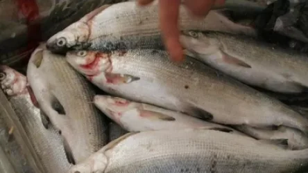 ՏԵՍԱՆՅՈՒԹ. Ոստիկանությունը հսկիչ կետեր է տեղակայել Սևանից սիգի որսի դեմ ուղղված միջոցառումների շրջանակում