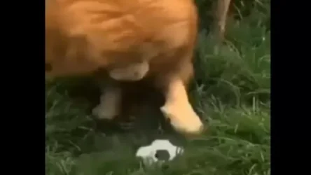 Զվարճալի տեսանյութ․ ինչպես է առյուծը գնդակով խաղում