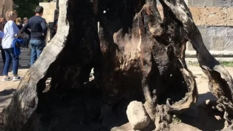 «Ինչ-որ չորացած ծառի համար հոգեկան տրավմաներ եք պատճառում ապրումներ ունեցող կենդանի մարդուն. «Հայկական Ճամփորդական Ակումբի» հիմնադիր