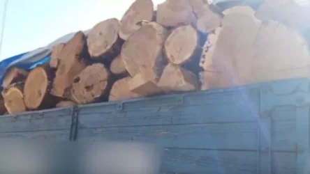 ՏԵՍԱՆՅՈՒԹ. Բացահայտվել են ապօրինի ծառահատման դեպքեր