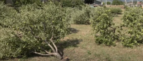 Եղիազարի ու Վահագնի վեճում մեռավ խնձորի այգին. Civilnet