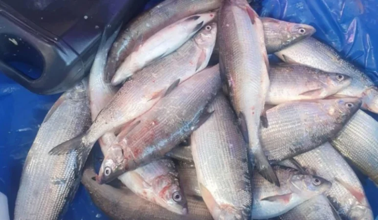 Ապօրինի ձկնորսության դեպքեր են բացահայտվել․ հսկողությունն ուժեղացվել է․ ՆԳՆ