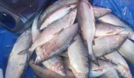 Ապօրինի ձկնորսության դեպքեր են բացահայտվել․ հսկողությունն ուժեղացվել է․ ՆԳՆ