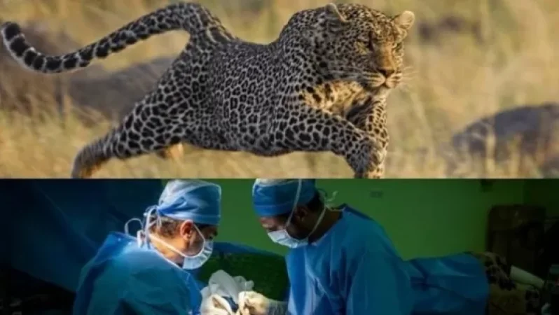 Արտակարգ դեպք. Իջևանում հովազը հարձակվել է քաղաքացու վրա. նա հիվանդանոցում է