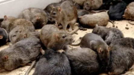 Առնետների հարձակման պատճառով Էստոնիան մնացել է առանց ինտերնետի