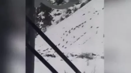 ՏԵՍԱՆՅՈՒԹ. Բեզոարյան այծերը՝ Սյունյաց լեռներում