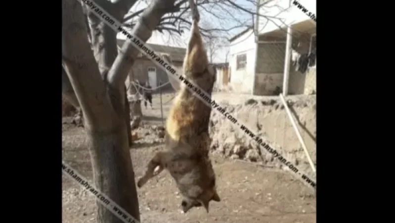 Գայլերի հարձակում Ծովազարդ գյուղում