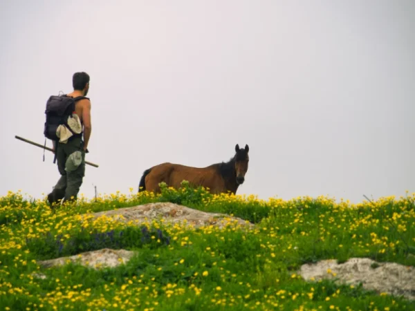 Դադարեք դռոնով մտնել կենդանու տարածք՝ գեղեցիկ կադրերի համար