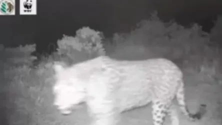 Զվարճալի տեսանյութ․ Խոսրովի անտառում ընձառյուծը նկատել է տեսախցիկն ու լիզել այն