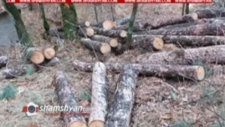 Աղվերանի անտառում ծառերի իսկական ջարդ են իրականացրել
