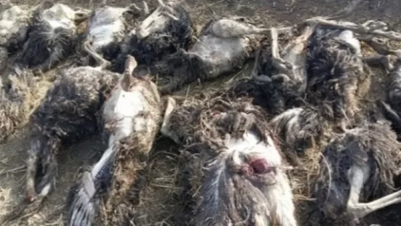 photographs-stray-dogs-maul-ostriches-in-norabats