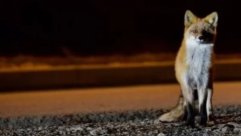 Սառնամանիքի պատճառով Սանկտ Պետերբուրգի փողոցներում աղվեսներ են հայտնվել