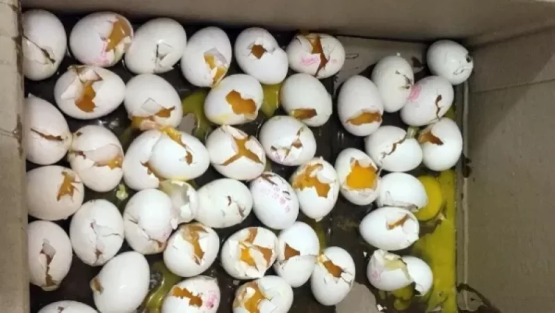 Ժամկետանց ձվեր, արգելված սնունդ դպրոցների բուֆետներում