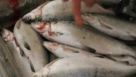 Քաղաքացու մեքենայի բեռնախցիկում հայտնաբերել են 62 կգ ընդհանուր քաշով սիգ