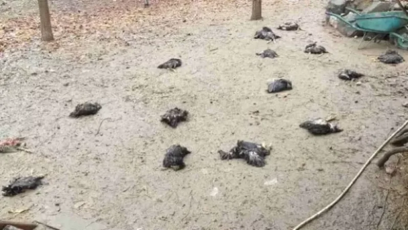 Stray Dogs Maul 32 Chickens Belonging to Citizen in Yerevan
