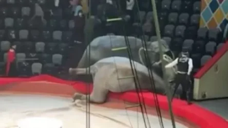 ՏԵՍԱՆՅՈՒԹ.Ռուսաստանում փղերը միմյանց վրա են հարձակվել կրկեսային ներկայացման ժամանակ