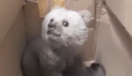 Ինչպես վարվել կենդանու ձագ տեսնելիս․ ԲԸՏՄ