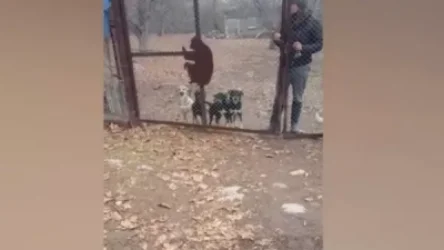 ՏԵՍԱՆՅՈՒԹ․ Ինչպե՞ս օգնել թափառող կենդանիներին․ քաղաքացու օրինակը