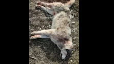 Դիլիջանում կրակել և սպանել են երկու շան