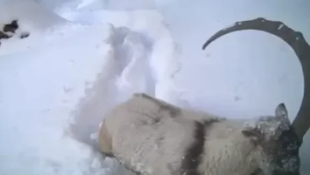 ՏԵՍԱՆՅՈՒԹ. Տեսախցիկը ֆիքսել է Հայաստանի «միեղջյուրին»