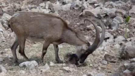 «Կարմիր գրքում» հաշվառված բեզոարյան այծ որսալու հանգամանքով նշանակվել է քննություն