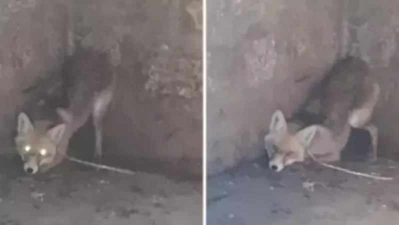 Տեսչական մարմինը հավաբնում կապված աղվեսի լուսանկարի մասով պարզաբանում է տարածել