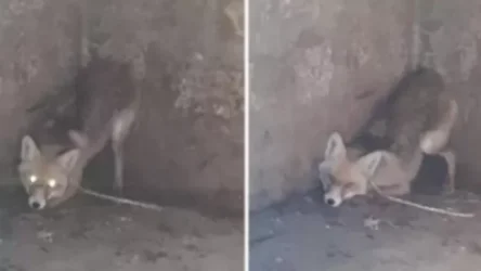 Տեսչական մարմինը հավաբնում կապված աղվեսի լուսանկարի մասով պարզաբանում է տարածել