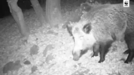 ՏԵՍԱՆՅՈՒԹ․ Այս անգամ էլ վարազն է հայտնվել տեսախցիկի առաջ