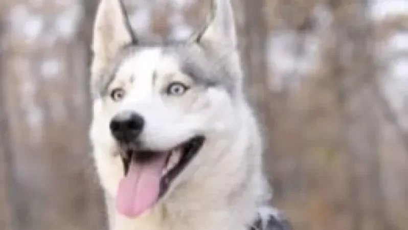 Photos: Dog Named 'Luna' Goes Missing