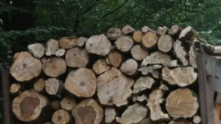 Գորիսի ոստիկաններն ապօրինի ծառահատման դեպքեր են բացահայտել