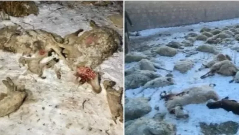 Pack of Rabid Dogs in Yerevan Mauls 207 Sheep, Family Suffers 10 Million AMD Loss