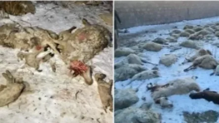 Շների գազազած ոհմակը Երեւանում հոշոտել է 207 գլուխ ոչխար, ընտանիքը կրել է 10 միլիոնի վնաս