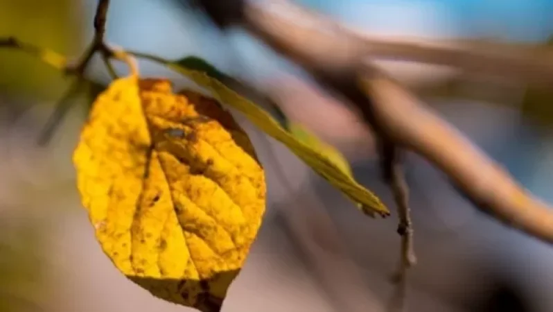 Առաջիկա օրերի եղանակը
