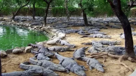 Կոկորդիլոսաբուծարանի ծրագիրը սառեցված է․ պատճառները Aysor.am