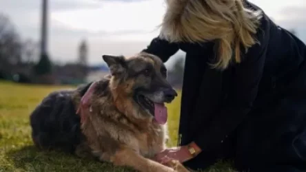 ԼՈՒՍԱՆԿԱՐՆԵՐ. Բայդեն ամուսինները շների հետ տեղափոխվել են Սպիտակ տուն