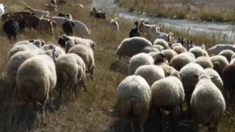 Դասվարը ոստիկաններին հայտնել է, որ որդին գողացել է իրեն պատկանող «Զազո», «Զոզո», «Զիզո» այծերը, ոչխարներն ու գառները