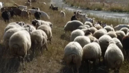 Դասվարը ոստիկաններին հայտնել է, որ որդին գողացել է իրեն պատկանող «Զազո», «Զոզո», «Զիզո» այծերը, ոչխարներն ու գառները