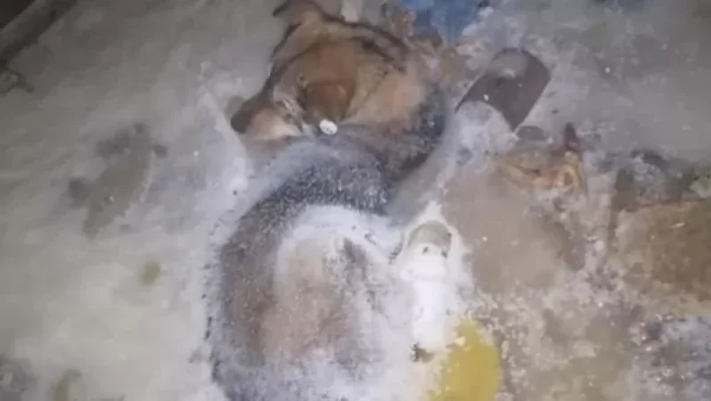 VIDEO: How a Frozen Dog Was Rescued