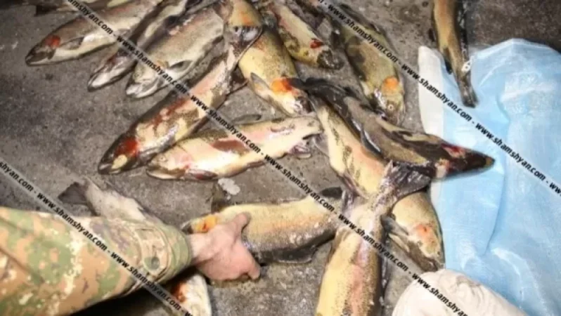 Emergency Incident in Kotayk Region: Over 4000 Sturgeon Fish Found Dead