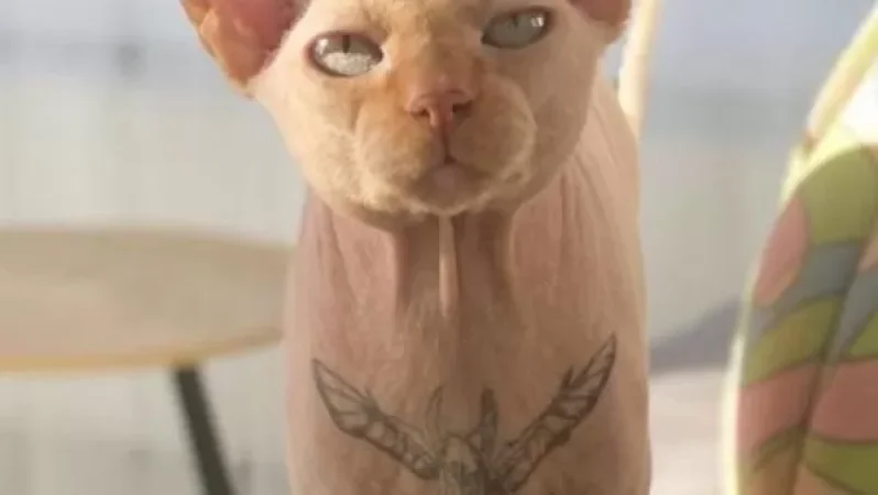 Tattooed Sphynx Cat Gains Internet Fame, Owner Accused of Cruelty