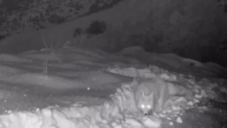 ՏԵՍԱՆՅՈՒԹ․ «Խոսրովի անտառի» աղվեսը