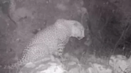 ՏԵՍԱՆՅՈՒԹ. Տեսախցիկները կրկին ֆիքսել են կովկասյան ընձառյուծ