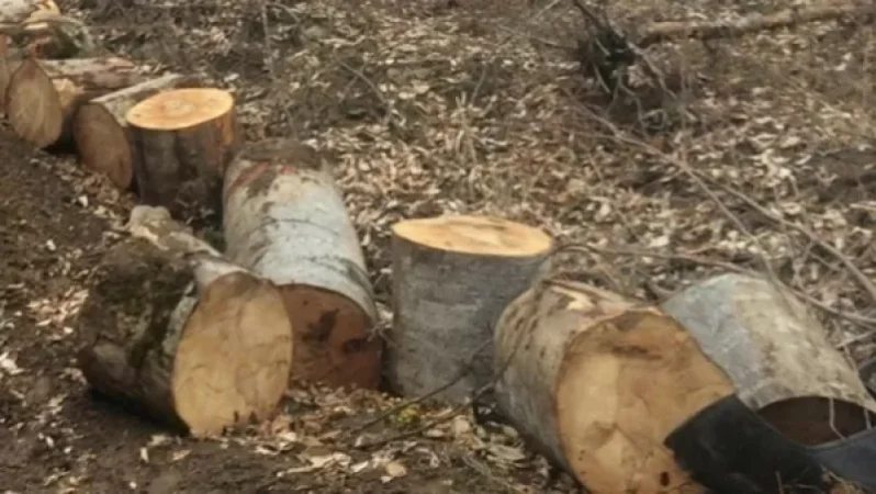 Վանաձորի «Բուսաբանական այգու» պահակը ապօրինաբար ծառեր է հատել